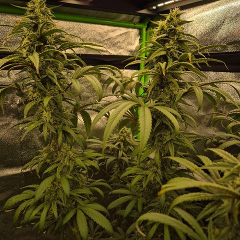 ICE 💚🧊 (63-70bt) growlog timeline photo
