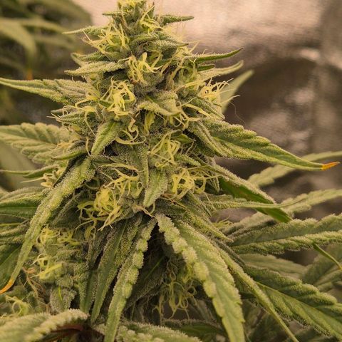 ICE 💚🧊 (63-70bt) growlog timeline photo
