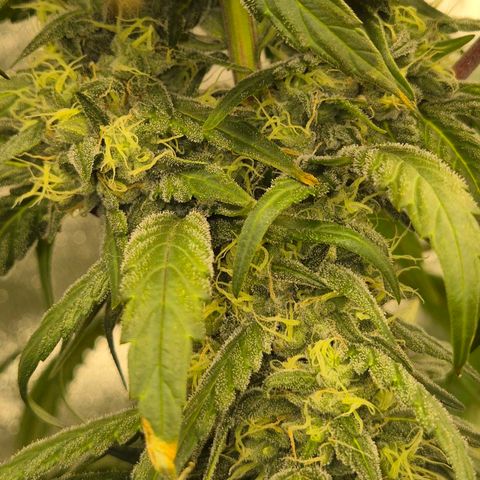 ICE 💚🧊 (63-70bt) growlog timeline photo