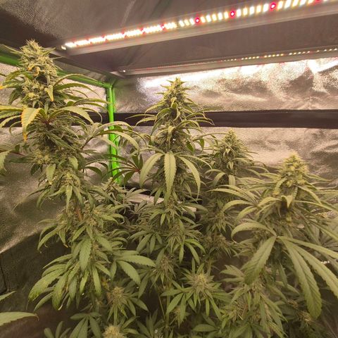ICE 💚🧊 (63-70bt) growlog timeline photo