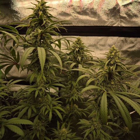 ICE 💚🧊 (63-70bt) growlog timeline photo