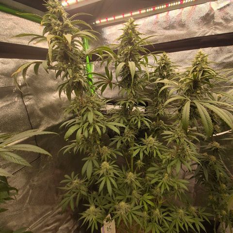 ICE 💚🧊 (63-70bt) growlog timeline photo