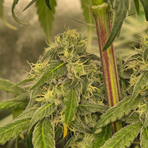ICE 💚🧊 (63-70bt) growlog timeline photo