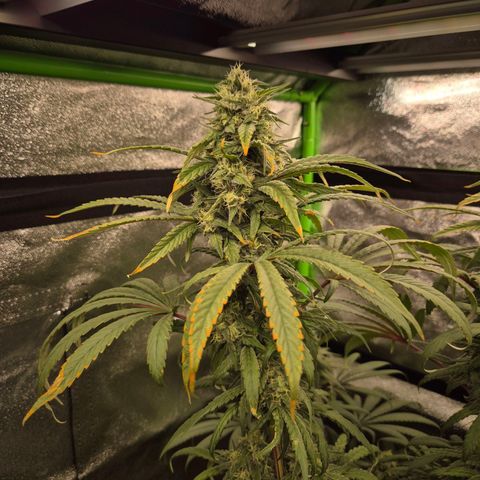 ICE 💚🧊 (63-70bt) growlog timeline photo