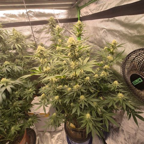 Tangerine dream 🌴 (60-65bt)  growlog timeline photo