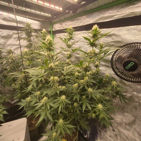 Tangerine dream 🌴 (60-65bt)  growlog timeline photo