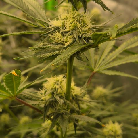 Tangerine dream 🌴 (60-65bt)  growlog timeline photo