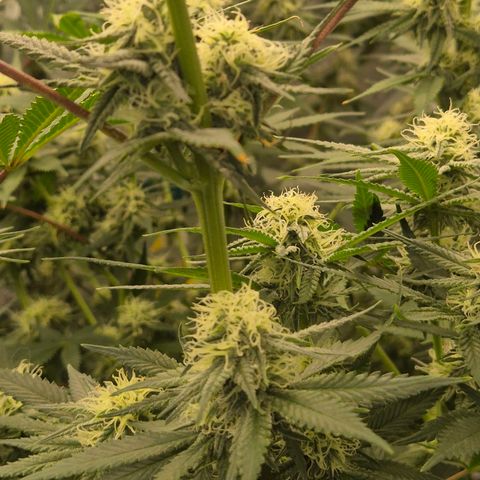 Tangerine dream 🌴 (60-65bt)  growlog timeline photo