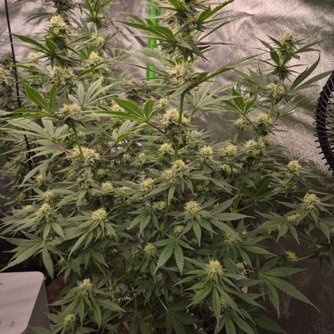 Tangerine dream 🌴 (60-65bt)  growlog timeline photo