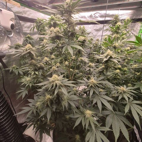 Mimosa evo stecki  🍊🍋🍍 (65-70bt) growlog timeline photo