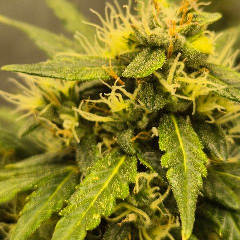 💚CHOCOLOPE 🍫 ☕️auto (56-63 BT) growlog timeline photo