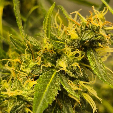 💚CHOCOLOPE 🍫 ☕️auto (56-63 BT) growlog timeline photo