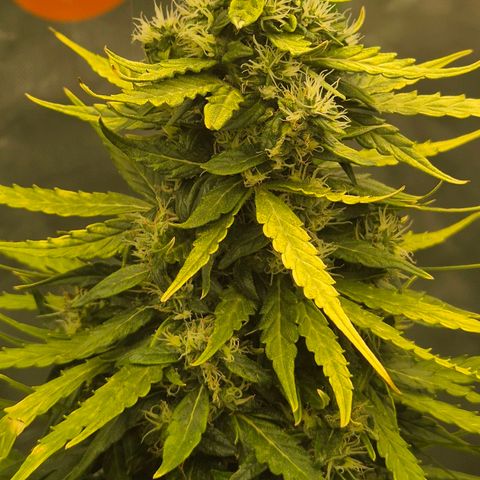 💚CHOCOLOPE 🍫 ☕️auto (56-63 BT) growlog timeline photo