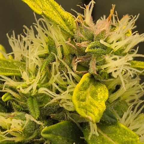 💚CHOCOLOPE 🍫 ☕️auto (56-63 BT) growlog timeline photo