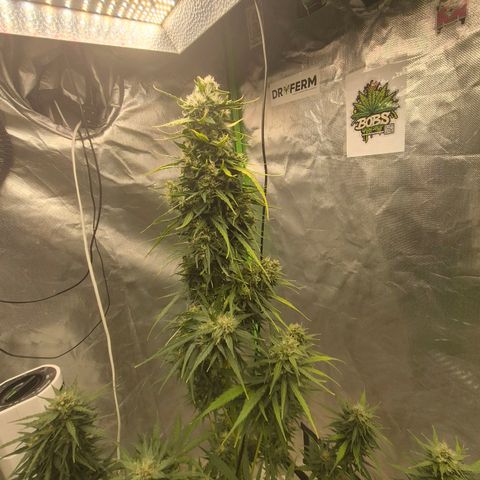 💚CHOCOLOPE 🍫 ☕️auto (56-63 BT) growlog timeline photo