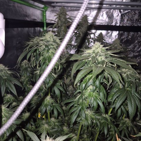💚Bubba kush 🦝 (56-63 BT) growlog timeline photo