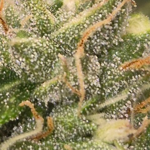 💚CHOCOLOPE 🍫 ☕️auto (56-63 BT) growlog timeline photo