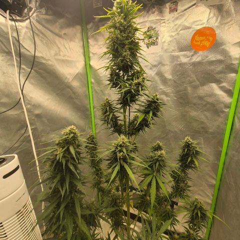 💚CHOCOLOPE 🍫 ☕️auto (56-63 BT) growlog timeline photo