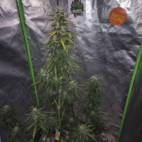 💚CHOCOLOPE 🍫 ☕️auto (56-63 BT) growlog timeline photo