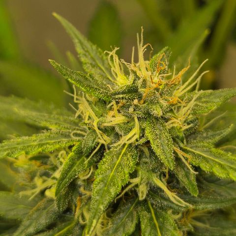 💚CHOCOLOPE 🍫 ☕️auto (56-63 BT) growlog timeline photo