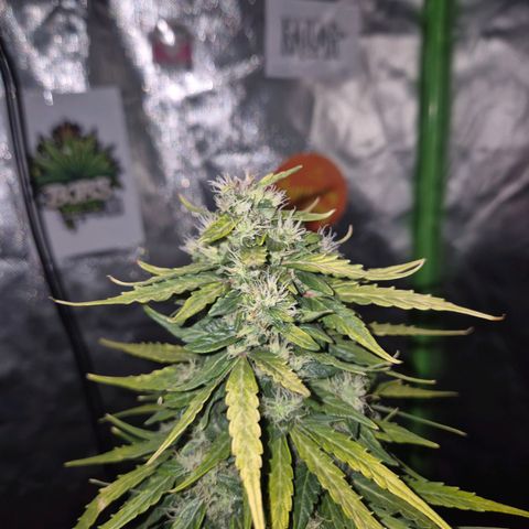 💚CHOCOLOPE 🍫 ☕️auto (56-63 BT) growlog timeline photo