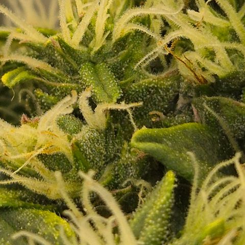 💚CHOCOLOPE 🍫 ☕️auto (56-63 BT) growlog timeline photo