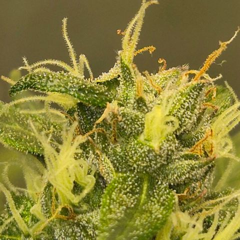 💚CHOCOLOPE 🍫 ☕️auto (56-63 BT) growlog timeline photo