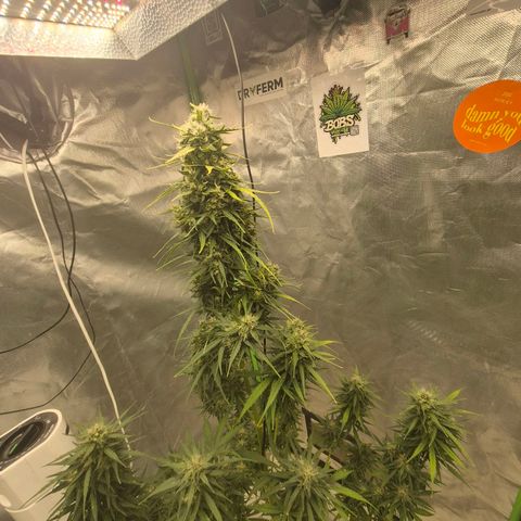 💚CHOCOLOPE 🍫 ☕️auto (56-63 BT) growlog timeline photo