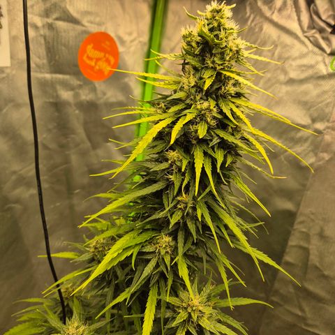 💚CHOCOLOPE 🍫 ☕️auto (56-63 BT) growlog timeline photo