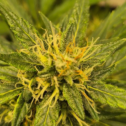 💚CHOCOLOPE 🍫 ☕️auto (56-63 BT) growlog timeline photo