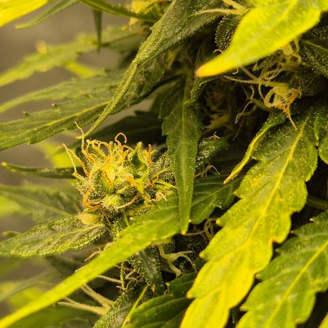 💚CHOCOLOPE 🍫 ☕️auto (56-63 BT) growlog timeline photo