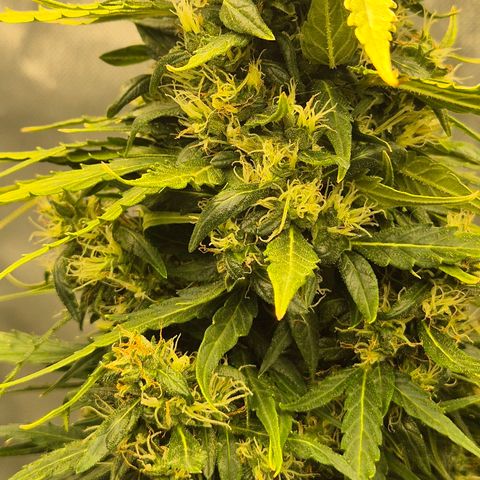 💚CHOCOLOPE 🍫 ☕️auto (56-63 BT) growlog timeline photo