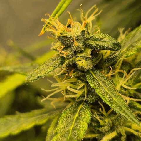 💚CHOCOLOPE 🍫 ☕️auto (56-63 BT) growlog timeline photo