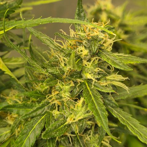 💚CHOCOLOPE 🍫 ☕️auto (56-63 BT) growlog timeline photo