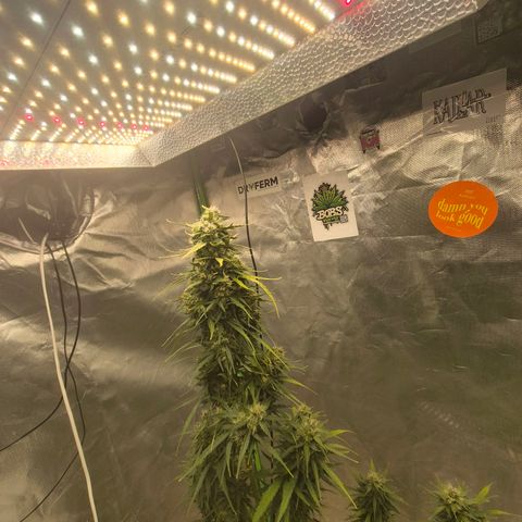 💚CHOCOLOPE 🍫 ☕️auto (56-63 BT) growlog timeline photo