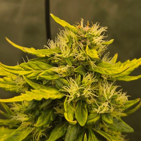 💚CHOCOLOPE 🍫 ☕️auto (56-63 BT) growlog timeline photo