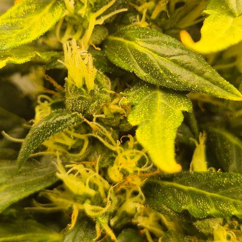💚CHOCOLOPE 🍫 ☕️auto (56-63 BT) growlog timeline photo