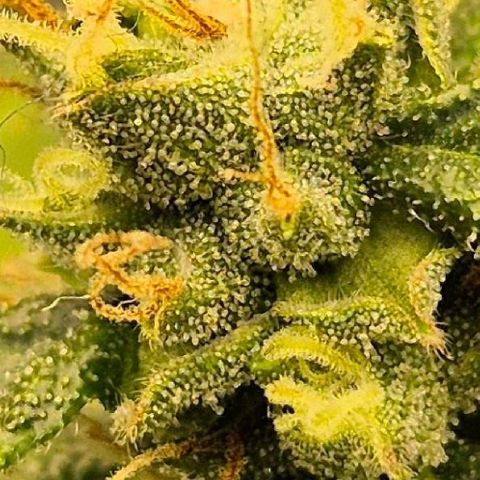 💚CHOCOLOPE 🍫 ☕️auto (56-63 BT) growlog timeline photo