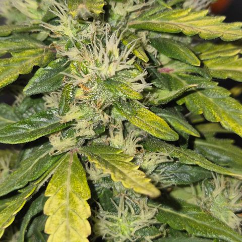 💚CHOCOLOPE 🍫 ☕️auto (56-63 BT) growlog timeline photo