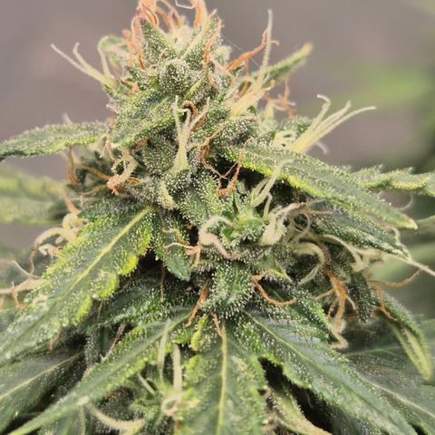 💚CHOCOLOPE 🍫 ☕️auto (56-63 BT) growlog timeline photo