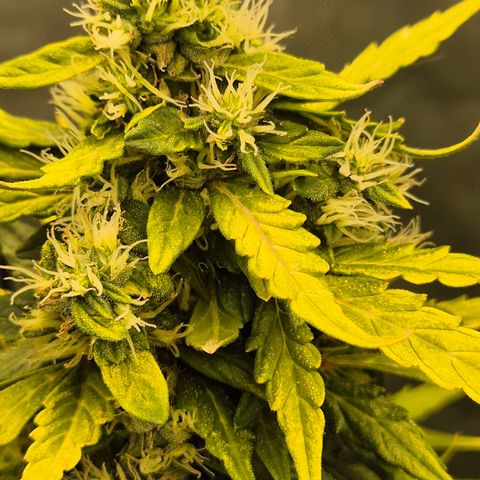 💚CHOCOLOPE 🍫 ☕️auto (56-63 BT) growlog timeline photo