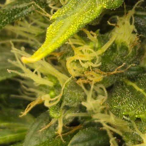 💚CHOCOLOPE 🍫 ☕️auto (56-63 BT) growlog timeline photo