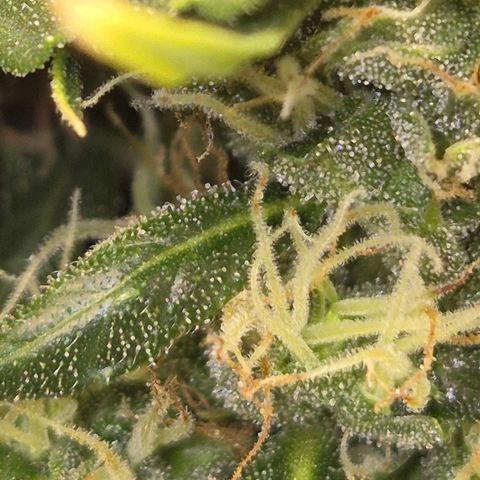 💚CHOCOLOPE 🍫 ☕️auto (56-63 BT) growlog timeline photo