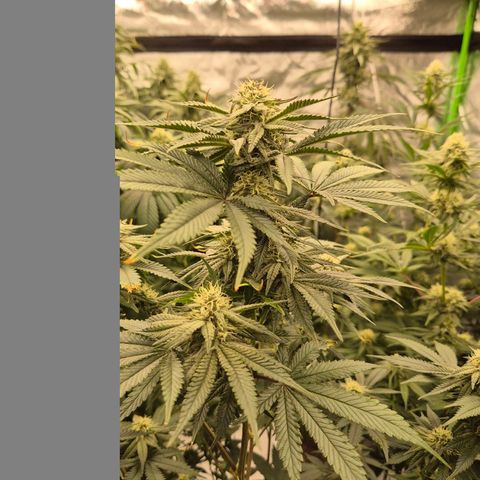 Mimosa evo stecki  🍊🍋🍍 (65-70bt) growlog timeline photo