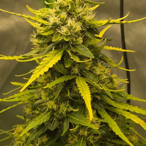 💚CHOCOLOPE 🍫 ☕️auto (56-63 BT) growlog timeline photo