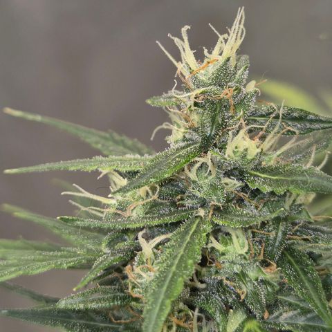 💚CHOCOLOPE 🍫 ☕️auto (56-63 BT) growlog timeline photo