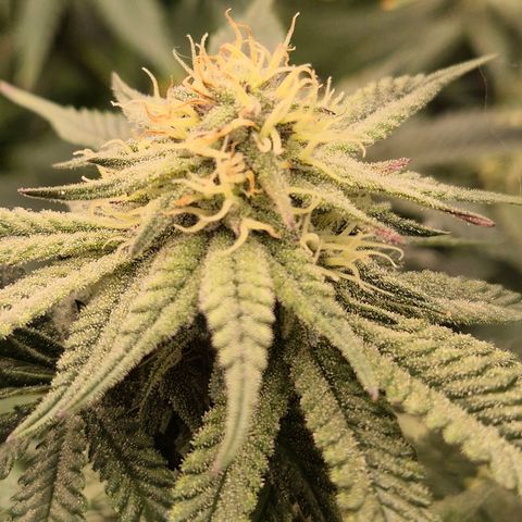 Mimosa evo stecki  🍊🍋🍍 (65-70bt) growlog timeline photo