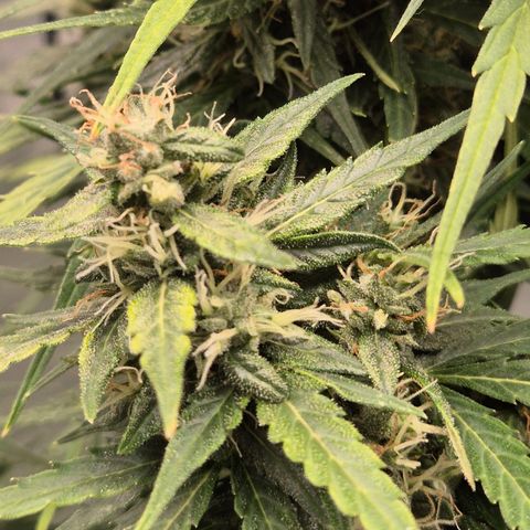 💚CHOCOLOPE 🍫 ☕️auto (56-63 BT) growlog timeline photo