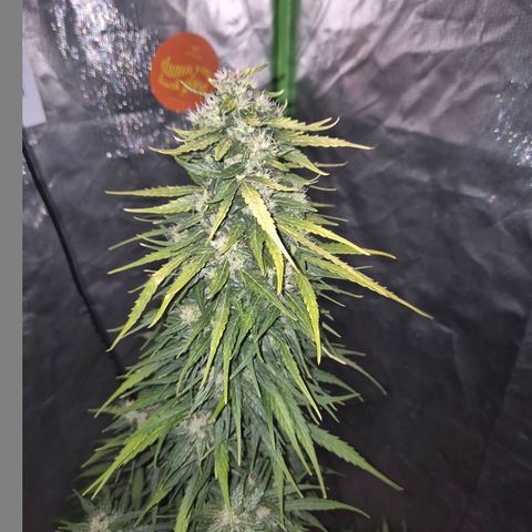 💚CHOCOLOPE 🍫 ☕️auto (56-63 BT) growlog timeline photo