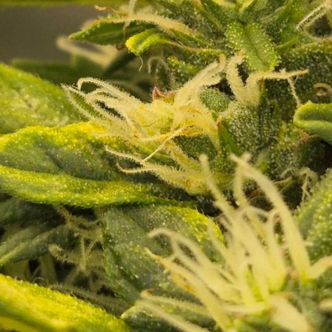 💚CHOCOLOPE 🍫 ☕️auto (56-63 BT) growlog timeline photo